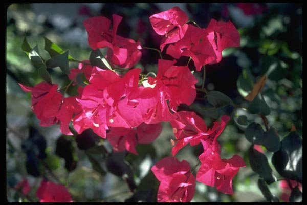 013168 Reddish Pink Flowers A4 Photo Print