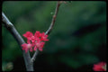 013169 Red Currant Blossoms A4 Photo Print
