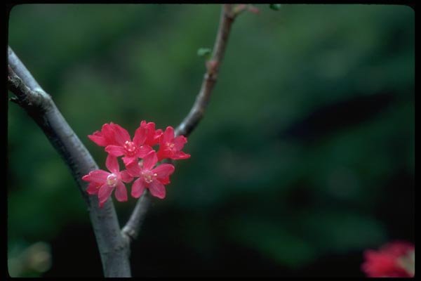 013169 Red Currant Blossoms A4 Photo Print