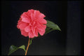 013170 Single Pink Flower A4 Photo Print