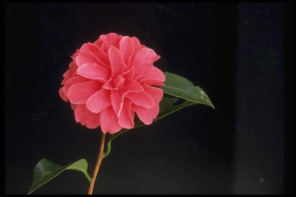 013170 Single Pink Flower A4 Photo Print