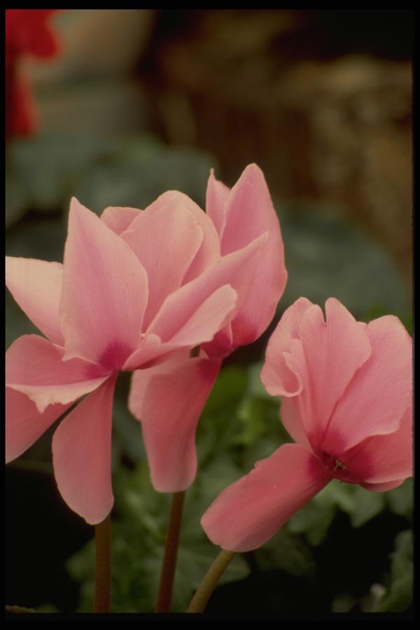 013171 Pink Upside Down Flowers A4 Photo Print