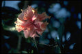013172 Pink Cluster Flower A4 Photo Print