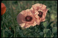 013173 Pale Pink Poppies A4 Photo Print