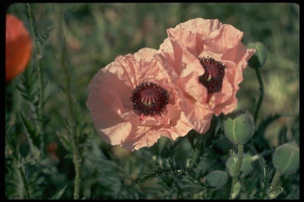 013173 Pale Pink Poppies A4 Photo Print