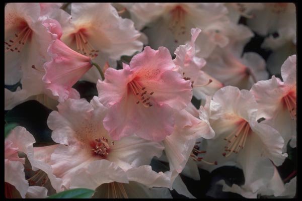 013174 Pink Rhododendron Flowers A4 Photo Print