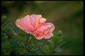 013175 Pink Hibiscus A4 Photo Print