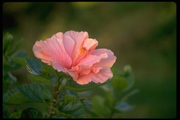 013175 Pink Hibiscus A4 Photo Print