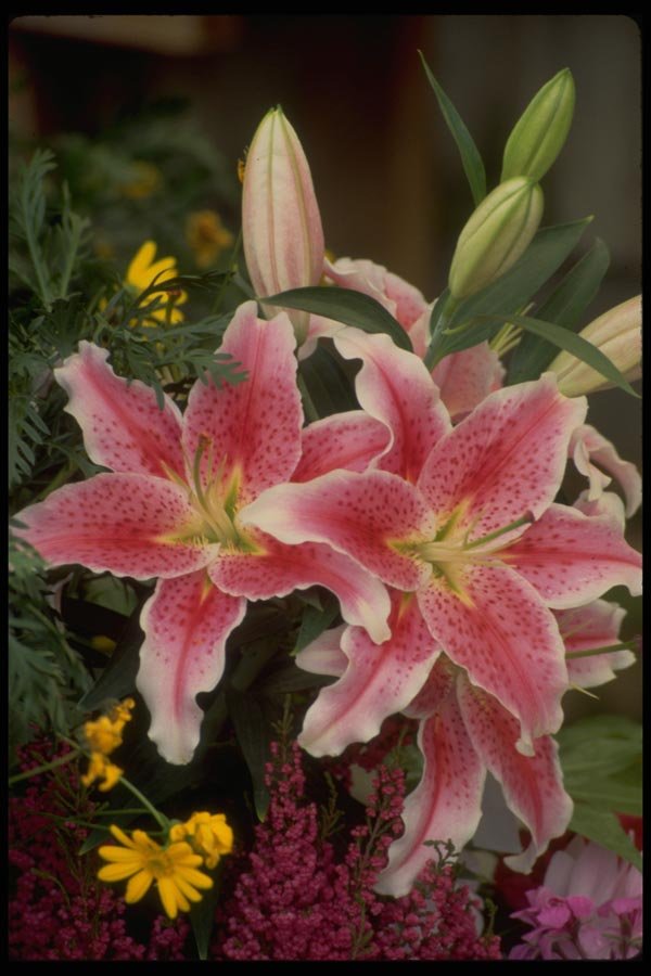013176 Pink Spotted Lilies A4 Photo Print