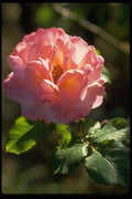 013177 Old Fashioned Pink Rose A4 Photo Print