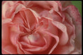 013178 Close Up Of Pink Flower A4 Photo Print
