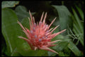013179 Pink Spiky Toothed Flower A4 Photo Print