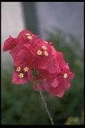 013180 Red Flowers With Flower Stamens A4 Photo Print