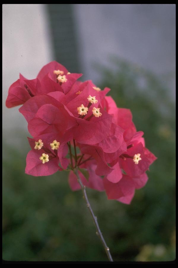 013180 Red Flowers With Flower Stamens A4 Photo Print