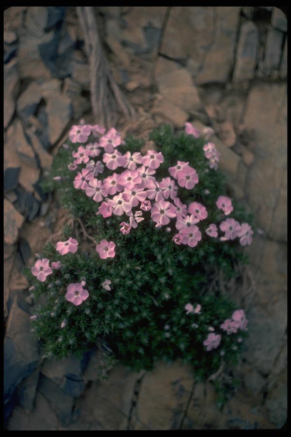 013181 Small Pink Rock Flowers A4 Photo Print