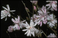 013182 Pale Pink Magnolia Blossoms A4 Photo Print
