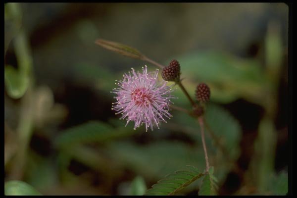 013183 Delicate Pink Cluster Flower Close Up  A4 Photo Print