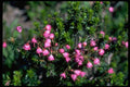 013184 Small Pink Bell Shaped Flowers A4 Photo Print