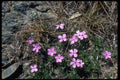013185 Low Growing Pink Wildflowers A4 Photo Print