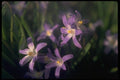 013186 Purple Flowers With White Centers A4 Photo Print