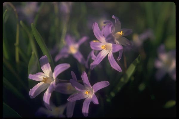013186 Purple Flowers With White Centers A4 Photo Print