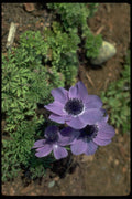 013187 Purple Flower With Black Center A4 Photo Print
