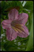 013188 Purple Ruellia Macrantha A4 Photo Print