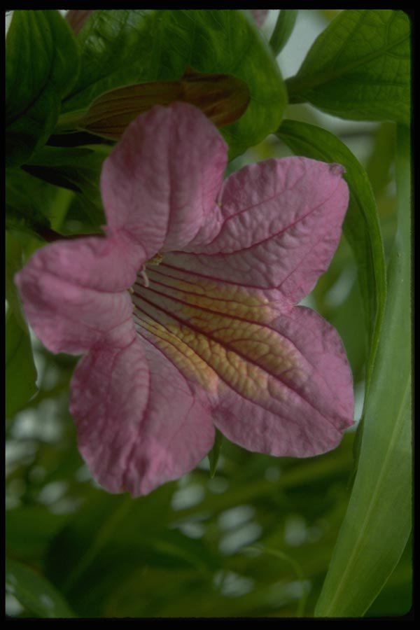 013188 Purple Ruellia Macrantha A4 Photo Print