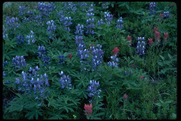 013189 Purple Lupine, Indian Paintbrush A4 Photo Print