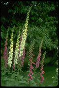 013190 White And Light Purple Foxgloves A4 Photo Print