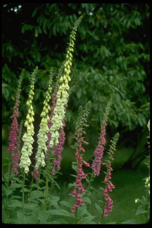 013190 White And Light Purple Foxgloves A4 Photo Print