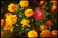 013191 Yellow, Orange Marigolds, Petunia A4 Photo Print
