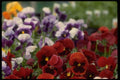 013192 Red Pansies With Black Centers A4 Photo Print