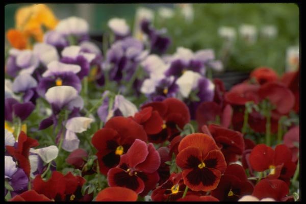 013192 Red Pansies With Black Centers A4 Photo Print