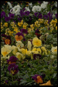 013193 Multi Coloured Pansies A4 Photo Print