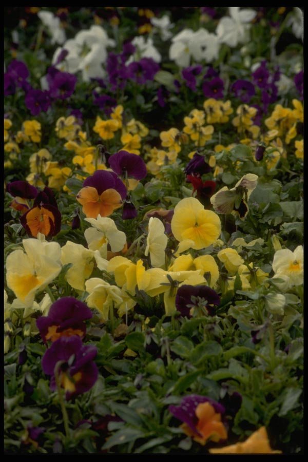 013193 Multi Coloured Pansies A4 Photo Print
