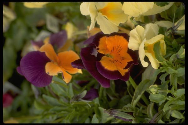 013194 Purple Pansy With Orange Center A4 Photo Print