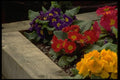 013195 Primroses A4 Photo Print
