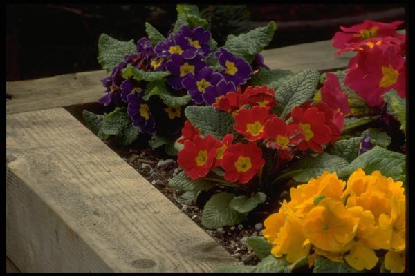 013195 Primroses A4 Photo Print