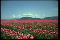 013196 Red And White Tulip Field A4 Photo Print