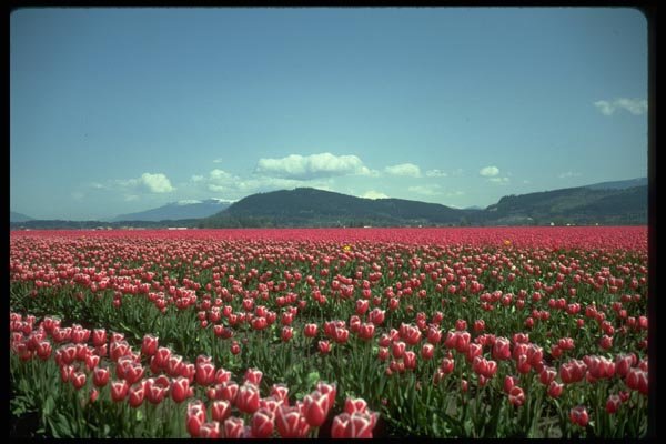 013196 Red And White Tulip Field A4 Photo Print