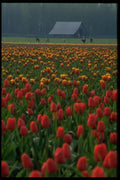 013197 Tulip Field In Front Of Farm A4 Photo Print