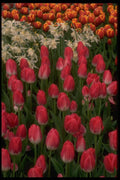 013198 Red Tulips, White Flowers A4 Photo Print