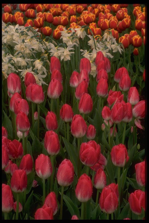 013198 Red Tulips, White Flowers A4 Photo Print