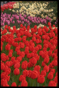 013199 Mixed Tulips A4 Photo Print