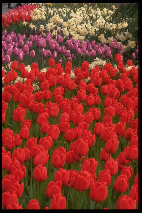 013199 Mixed Tulips A4 Photo Print