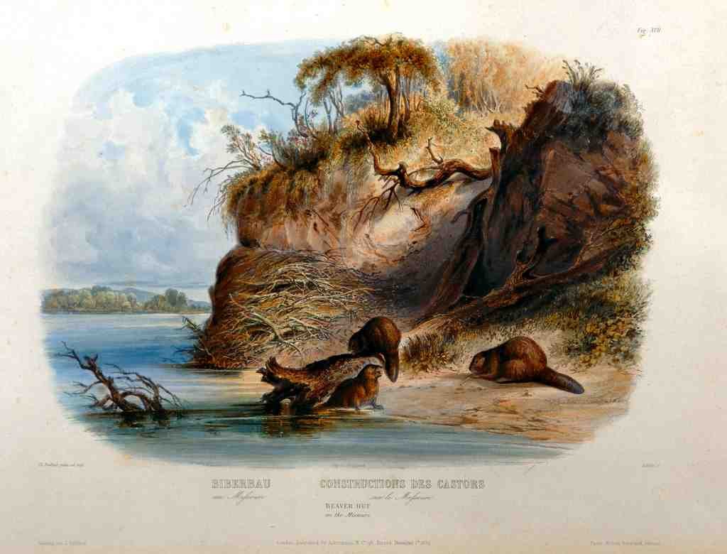 014 Bodmer Karl 1809 1893 Beaver Hut Vintage A4 Photo Print