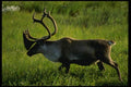 014000 Bull Caribou A4 Photo Print