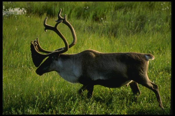 014000 Bull Caribou A4 Photo Print