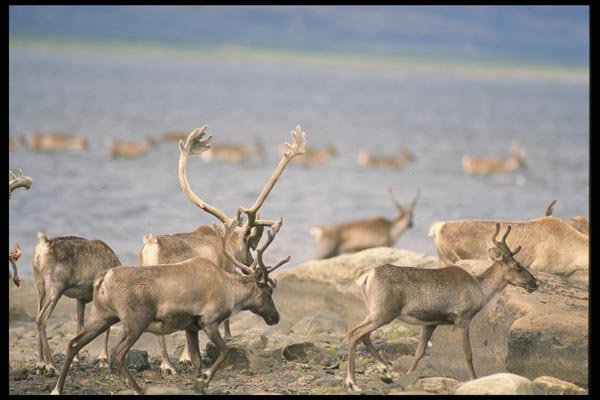 014001 Caribou Migration A4 Photo Print